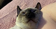 Rubiks joined the competition — help win amazing prizes! cat, siamese_cat, close_up, pet, feline, animal, sleepy, relaxed, soft_texture, blanket, pink, fur, whiskers, ear, nose, face, indoor, resting, human_arm, companion