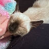 cat, siamese_cat, sleeping, hand, person, blanket, soft_texture, fur, cozy, indoor, pet, animal, nuzzling, close_up, relaxation, comfort, warmth, colorful, pink, blue