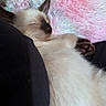 cat, kitten, sleeping, siamese, fur, paw, cozy, blanket, pink, white, soft, nap, cute, pet, animal, resting, closeup, indoor, feline, relax