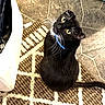 black_cat, cat, pet, indoor, collar, yellow_eyes, whiskers, curious, looking_up, floor_rug, patterned_rug, stone_floor, domestic_cat, feline, animal, sitting, tail, white_bag, blue_collar, fur