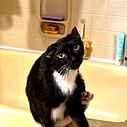Minoux joined the competition — help win amazing prizes! cat, tuxedo_cat, black_cat, white_paws, white_chest, animal, pet, bathroom, bathtub, tile_wall, soap, shampoo, sitting, looking_at_camera, whiskers, yellow_eyes, wet_room, indoor, portrait, funny_pose