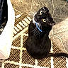 animal, black_cat, blue_collar, carpet, cat, collar, feline, floor, geometric_pattern, head_tilt, home, indoors, pet, portrait, rug, shiny_fur, sitting, tail, whiskers, yellow_eyes