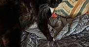 Minoux is registered to the contest to win money with this photo: animal, bed, bedroom, black_and_white, blanket, cat, cozy, home, indoor, long_fur, mirror, pet, photography, pillow, portrait, standing, staring, tuxedo_cat, whiskers, yellow_eyes