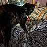 animal, bed, bedroom, black_and_white, blanket, cat, cozy, home, indoor, long_fur, mirror, pet, photography, pillow, portrait, standing, staring, tuxedo_cat, whiskers, yellow_eyes