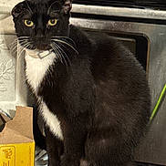 Minoux joined the competition — help win amazing prizes! alert, black_and_white, black_fur, cardboard_box, cat, closeup, feline, household, indoors, kitchen, ledge, portrait, serious_expression, sitting, stove, tuxedo_cat, whiskers, white_chest, white_paws, yellow_eyes
