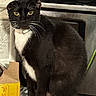 alert, black_and_white, black_fur, cardboard_box, cat, closeup, feline, household, indoors, kitchen, ledge, portrait, serious_expression, sitting, stove, tuxedo_cat, whiskers, white_chest, white_paws, yellow_eyes