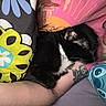 animal, arm, bed, black_and_white, blanket, cat, colorful, cozy, cuddling, curled_up, furry, indoor, paws, pet, pillows, portrait, relaxed, sleeping, tattoo, whiskers