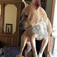 Beaux joined the competition — help win amazing prizes! dog, canine, tan_dog, white_chest, large_ears, short_coat, sitting, standing_on_cushions, indoor, home, wooden_walls, window, daylight, portrait, pet, animal, cushions, furniture, alert, funny_pose