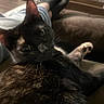 Mickey Aka Fifteen is registered to the contest to win money with this photo: animal, blur, cat, closeup, couch, cozy, furniture, home, indoor, jeans, legs, looking_at_camera, person, pet, relaxing, resting, socks, soft_lighting, tortoiseshell_cat, whiskers
