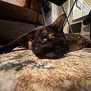 Mickey Aka Fifteen is registered to the contest to win money with this photo: cat, tortoiseshell, carpet, indoor, living_room, furniture, couch, chair, floor, relaxed, pet, animal, whiskers, paw, home, cozy, domestic, resting, curious, close_up