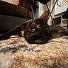 cat, tortoiseshell, carpet, indoor, living_room, furniture, couch, chair, floor, relaxed, pet, animal, whiskers, paw, home, cozy, domestic, resting, curious, close_up