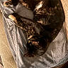 Mickey Aka Fifteen is registered to the contest to win money with this photo: cat, tortoiseshell_cat, sleeping, blanket, chair, furniture, cozy, indoor, pet, animal, resting, fur, paws, relaxing, home, soft, cushion, brown, black, orange