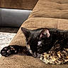 animal, brown, cat, closeup, comfortable, couch, cozy, feline, fur, home, indoor, paw, pet, quiet, relaxing, resting, sleeping, soft, sunlight, tortoiseshell