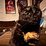 Mickey Aka Fifteen is registered to the contest to win money with this photo: cat, tortoiseshell, close_up, indoor, living_room, couch, sofa, window, blinds, poster, wall_art, yellow_eyes, fur, pet, animal, relaxing, home, cozy, furniture, domestic