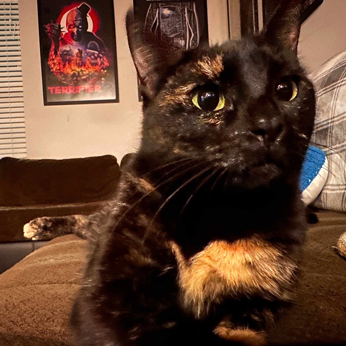 Mickey Aka Fifteen is registered to the contest to win money with this photo: cat, tortoiseshell, close_up, indoor, living_room, couch, sofa, window, blinds, poster, wall_art, yellow_eyes, fur, pet, animal, relaxing, home, cozy, furniture, domestic