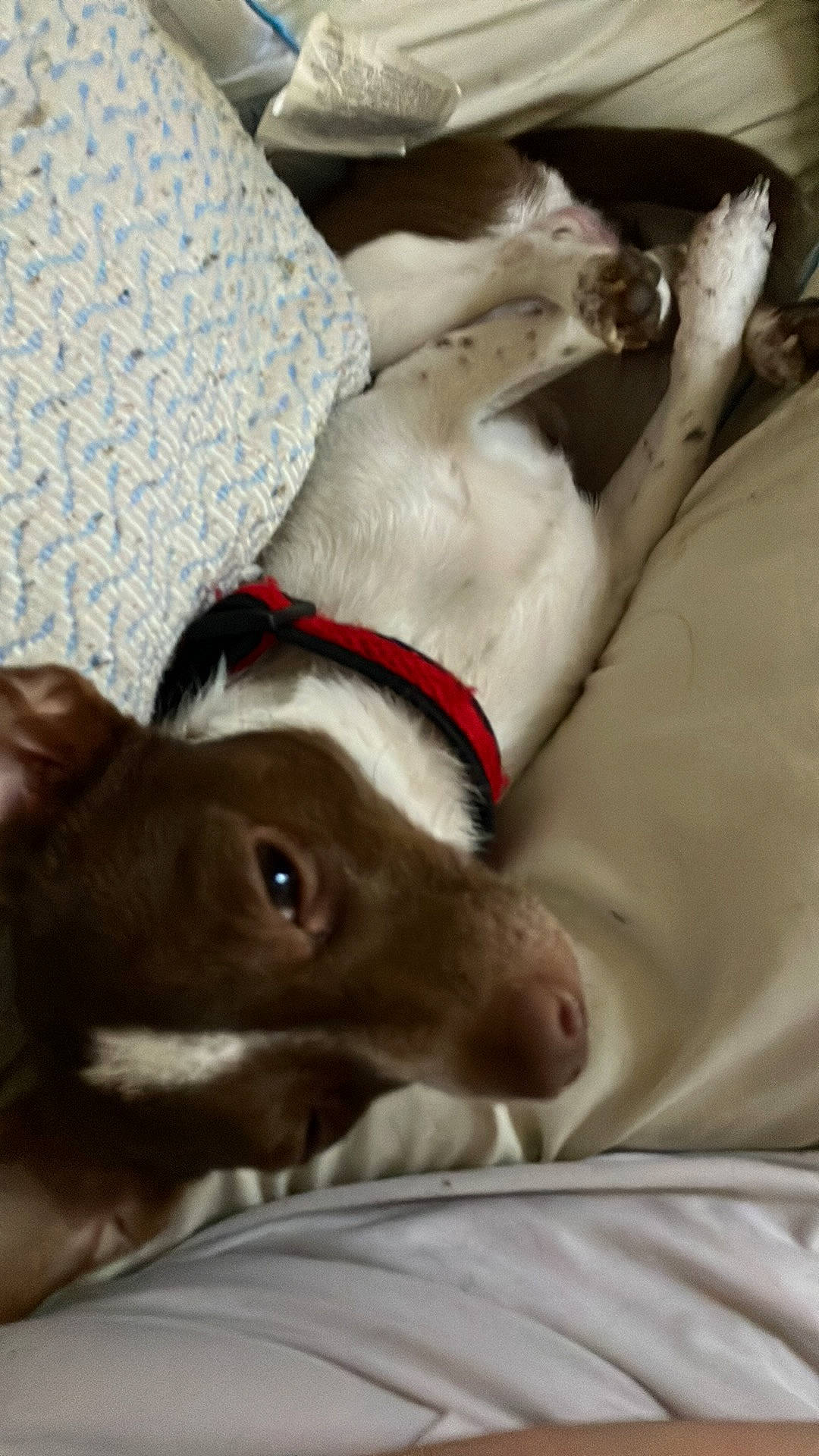 Loki is registered to the contest to win money with this photo: carnivore, collar, comfort, companion_dog, dog, dog_breed, dog_collar, ear, fawn, fur, guard_dog, linens, liver, pointing_breed, sporting_group, tail, weimaraner, whiskers, working_animal, wrinkle