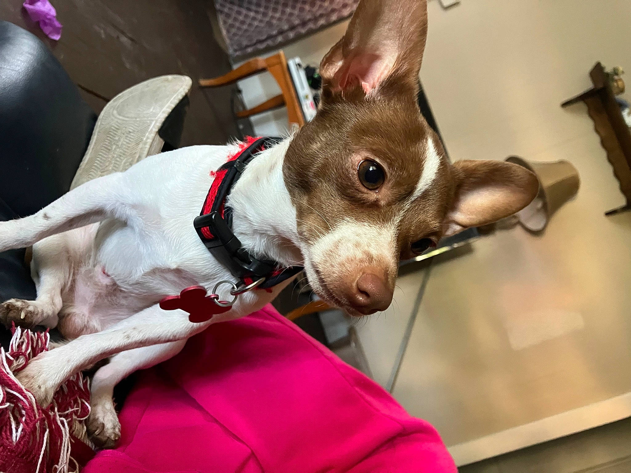 Loki is registered to the contest to win money with this photo: canidae, carnivore, chair, collar, comfort, companion_dog, dog, dog_breed, dog_collar, dog_supply, ear, fashion_accessory, fawn, fur, pet_supply, snout, sporting_group, toy_dog, whiskers, working_animal