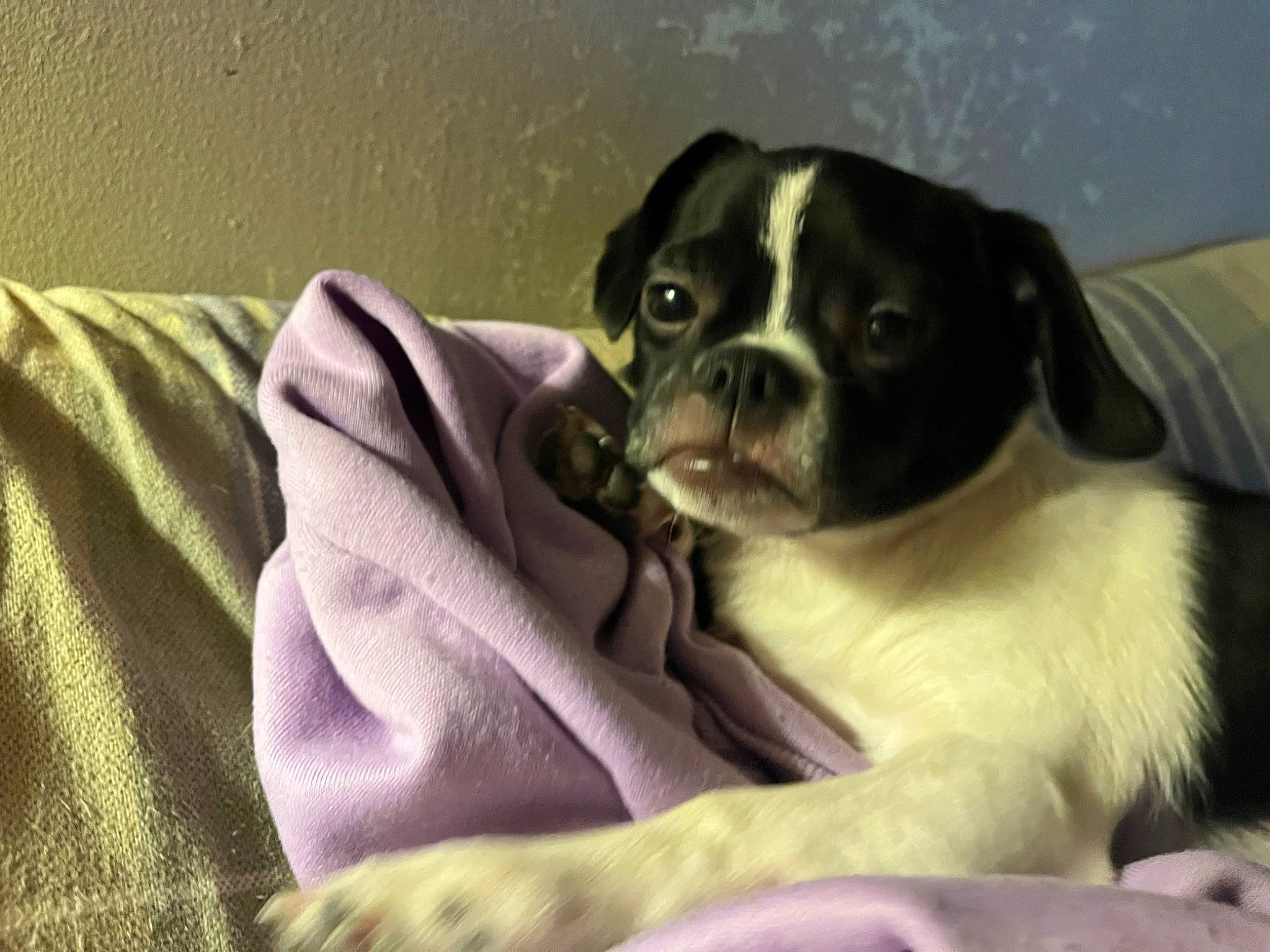 Xena joined the competition — help win amazing prizes! bored, boston_terrier, canidae, carnivore, comfort, companion_dog, dog, dog_breed, ear, fawn, fur, linens, non_sporting_group, sporting_group, toy_dog, whiskers, working_animal