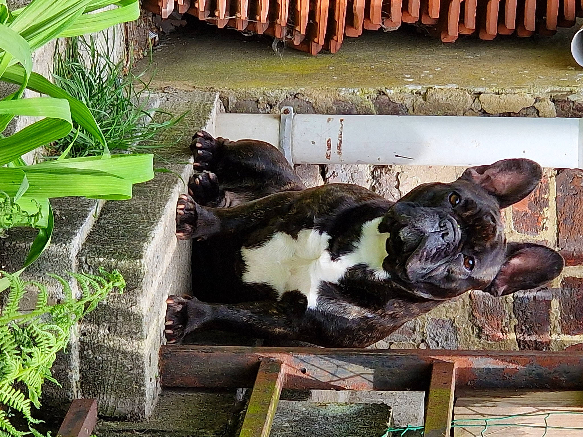 Diablo a rejoint le concours — aidez-le/la à gagner de superbes lots ! art, building, dairy, fur, grass, house, metal, plant, terrestrial_animal, visual_arts, wood, working_animal