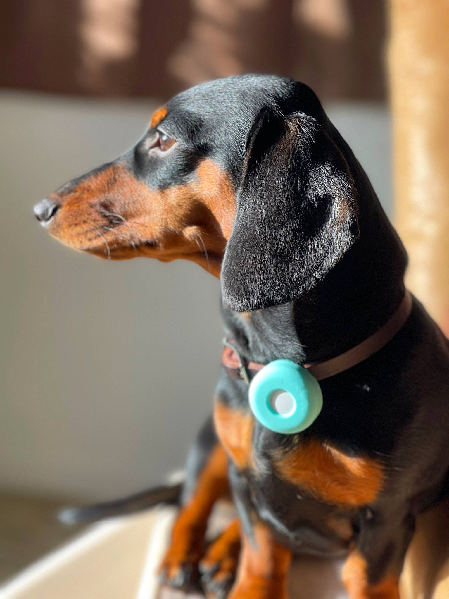 Mazi joined the competition — help win amazing prizes! canidae, carnivore, collar, companion_dog, dog, dog_breed, dog_collar, dog_supply, ear, electric_blue, fawn, liquid, liver, pet_supply, pinscher, snout, sporting_group, terrestrial_animal, whiskers, working_animal