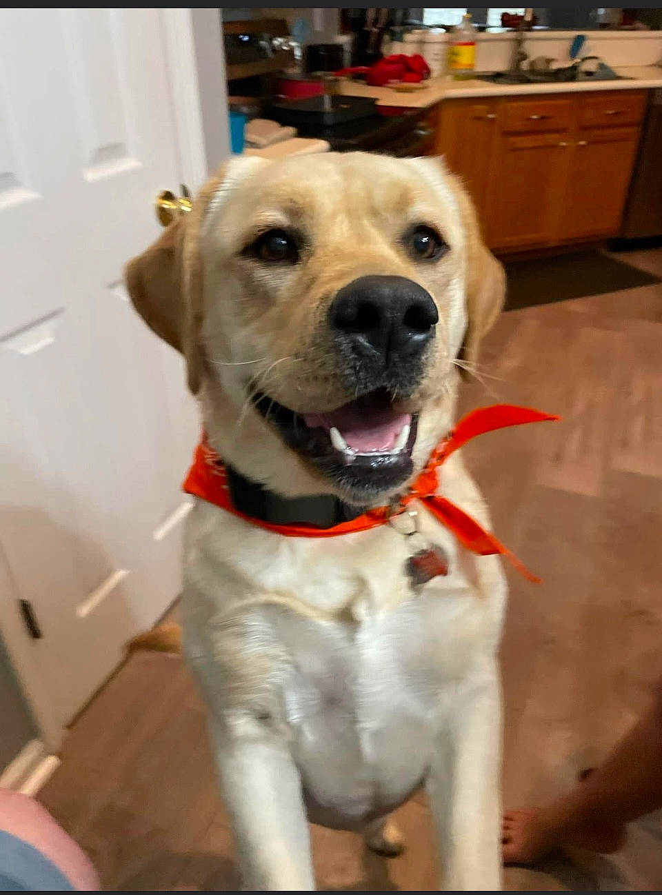 Harley joined the competition — help win amazing prizes! cabinetry, canidae, carnivore, collar, companion_dog, dog, dog_breed, dog_collar, drawer, fawn, flooring, fur, labrador_retriever, leash, pet_supply, retriever, snout, sporting_group, whiskers, working_animal