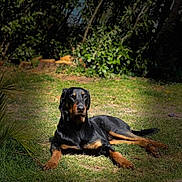 Narcko a rejoint le concours — aidez-le/la à gagner de superbes lots ! animal, animal_portrait, black_and_tan, canine, daylight, dog, garden, grass, greenery, laying_down, mammal, nature, outdoor, peaceful, pet, relaxed, resting, shade, sunlight, trees