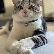 Plume participe au concours pour gagner de l'argent avec cette photo : animal, bell, cat, closeup, collar, cute, domestic, feline, fur, indoor, laying, mammal, paws, pet, portrait, relaxed, resting, soft, tabby, whiskers
