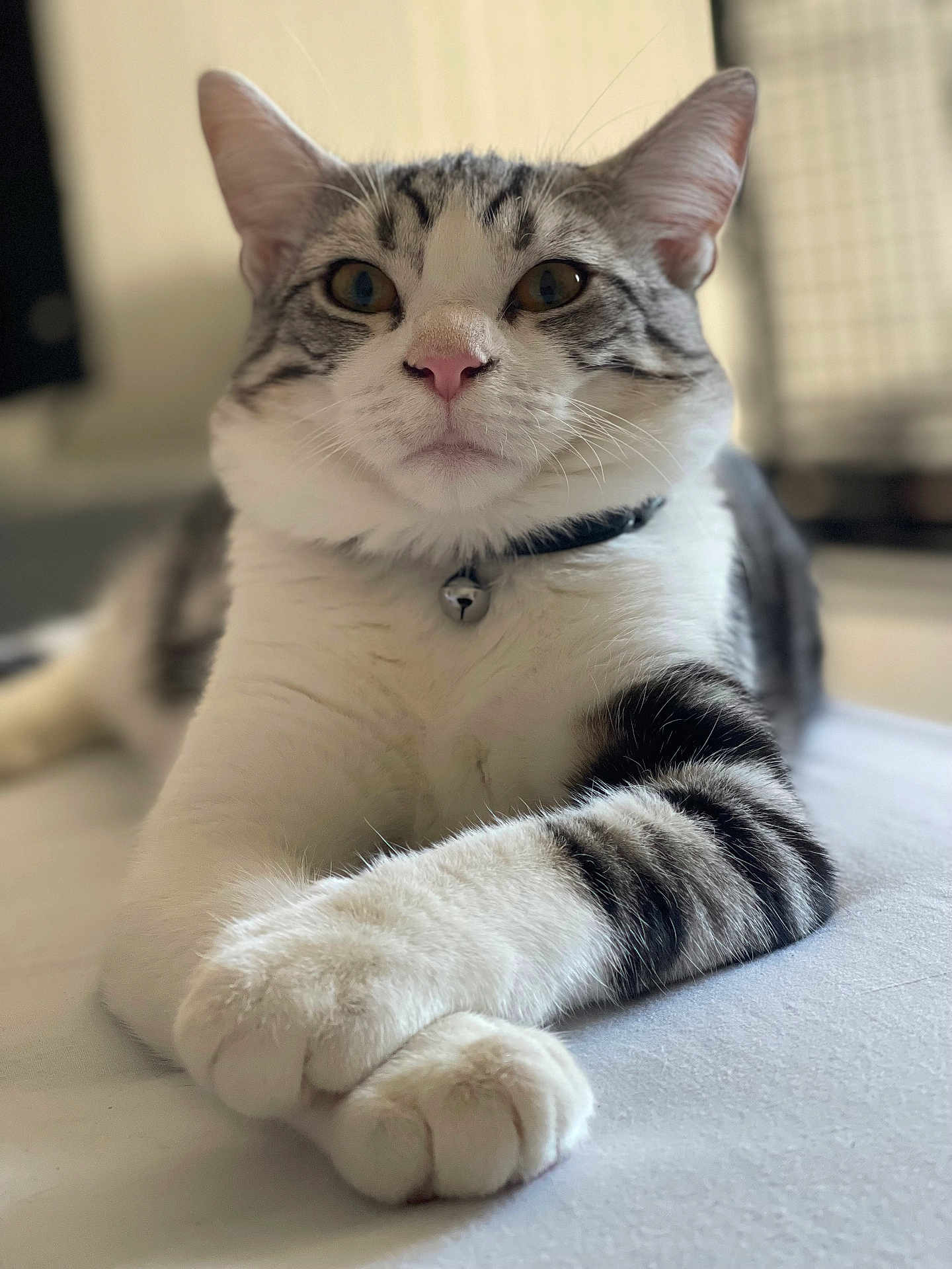 Plume participe au concours pour gagner de l'argent avec cette photo : animal, bell, cat, closeup, collar, cute, domestic, feline, fur, indoor, laying, mammal, paws, pet, portrait, relaxed, resting, soft, tabby, whiskers