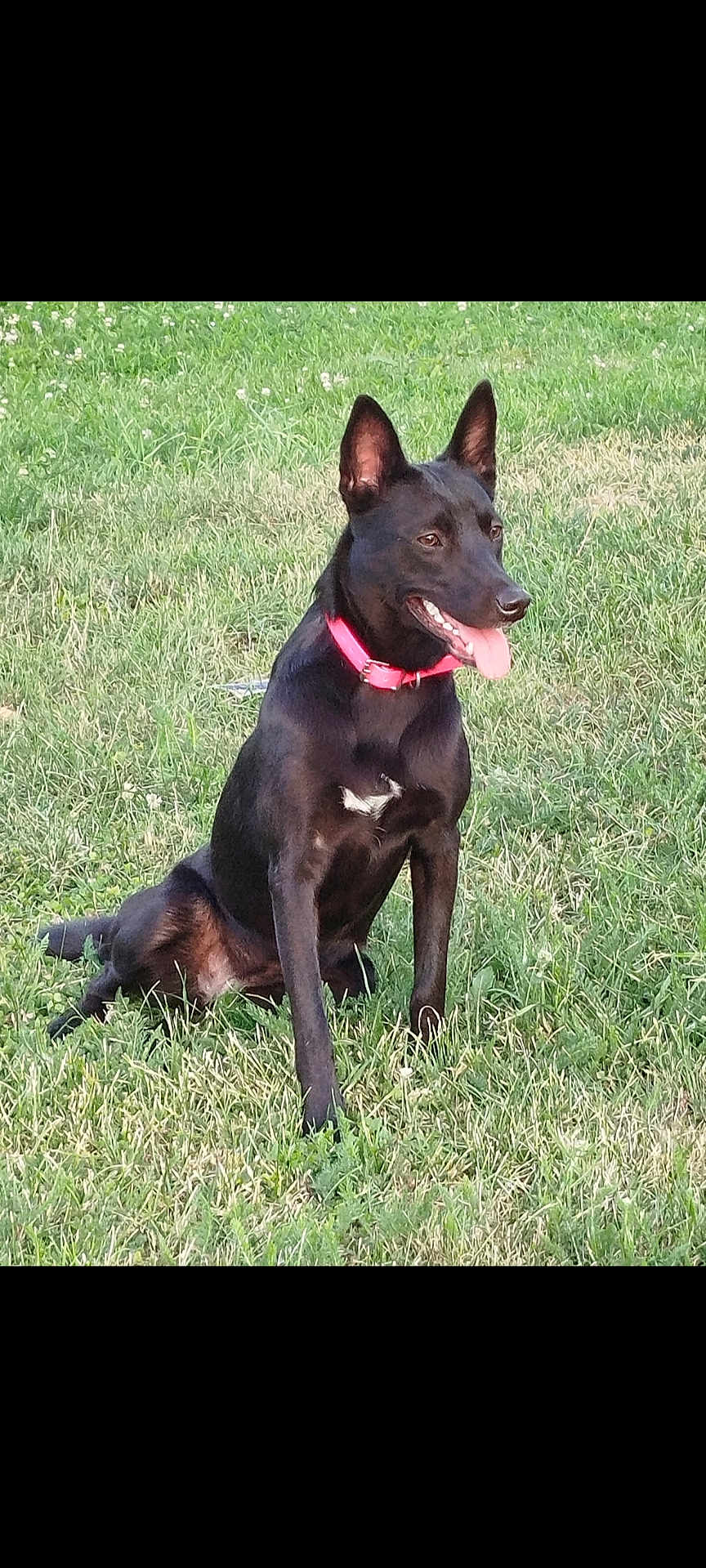 Vicky participe au concours pour gagner de l'argent avec cette photo : dog, black_dog, grass, outdoor, collar, pet, animal, tongue_out, sitting, alert, ears_up, nature, canine, summer, daytime, greenery, friendly, happy, mammal, field