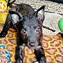 puppy, dog, black_dog, pet, toy, colorful_toy, blanket, leopard_print, floor, indoor, cute, animal, playful, young_dog, ears, eyes, nose, paw, lying_down, close_up