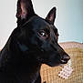 dog, black_dog, pet, animal, indoor, ears, side_view, curious, canine, furniture, woven_chair, portrait, close_up, looking_away, domestic, household, muzzle, snout, fur, companion