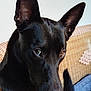 Vicky participe au concours pour gagner de l'argent avec cette photo : dog, black_dog, pet, close_up, ears, wicker_chair, indoor, fur, brown_eyes, animal, companion, hand, touch, thoughtful, portrait, domestic_animal, cute, snout, resting, calm