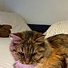 Mimosa participe au concours pour gagner de l'argent avec cette photo : animal, bed, cat, companion, cozy, cute, domestic, feline, fur, indoor, mammal, pet, pillow, relaxed, resting, sleepy, soft, striped, tabby, whiskers