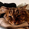 animal, blanket, cat, close_up, cozy, cute, domestic_cat, face, feline, fur, indoor, mammal, pet, relaxed, resting, sleepy, soft, tabby_cat, warm, whiskers