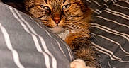 Mimosa a rejoint le concours — aidez-le/la à gagner de superbes lots ! animal, bed, bedspread, cat, claw, claws, closeup, cozy, cute, feline, fur, indoor, paw, pet, relaxed, sleepy, stretching, striped, tabby, whiskers