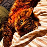 Mimosa participe au concours pour gagner de l'argent avec cette photo : animal, cat, close_up, cozy, cute, domestic_cat, feline, fluffy, fur_texture, green_eyes, indoor, laying_down, orange_fur, pet, relaxed, sleepy, striped_bedspread, sunlight, tabby, whiskers