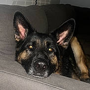 Rosie joined the competition — help win amazing prizes! dog, german_shepherd, pet, couch, blinds, indoor, closeup, portrait, ears, nose, fur, whiskers, eyes, sleepy, resting, furniture, domestic, muzzle, home, flash