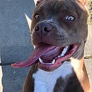 Bonnie joined the competition — help win amazing prizes! dog, tongue, outdoor, sunlight, sidewalk, happy, pet, canine, brown_coat, white_chest, ears, teeth, shadow, closeup, playful, animal, smiling, friendly, tongue_out, portrait