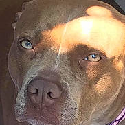 Bonnie is registered to the contest to win money with this photo: dog, brown_dog, close_up, collar, purple_collar, pet, animal, canine, outdoor, sunlight, shadow, face, eyes, snout, fur, nose, portrait, muzzle, alert, domestic_animal