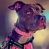 Bonnie joined the competition — help win amazing prizes! dog, portrait, collar, harness, focused, animal, pet, ears, brown, studio, closeup, facing_right, alert, background_blur, canine, domestic_animal, outdoor, muzzle, attention, wearing