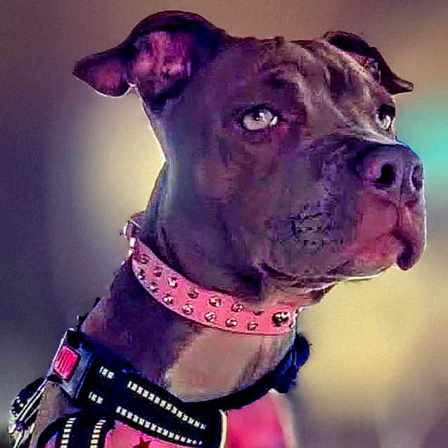 Bonnie