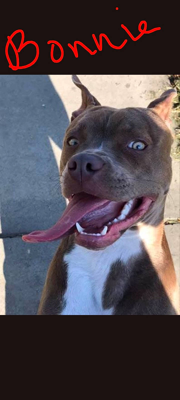animal, brown_dog, canine, closeup, concrete, cute, dog, ears_up, excited, friendly, happy, outdoor, pet, playful, portrait, smiling, sunlight, tongue, tongue_out, white_chest