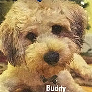 Buddy joined the competition — help win amazing prizes! animal, animal_portrait, brown, buddy, close_up, companion, curly_fur, cute, cute_pet, dog, domestic_animal, face, fluffy, friend, fur, indoor, mammal, pet, portrait, tag