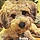 Buddy