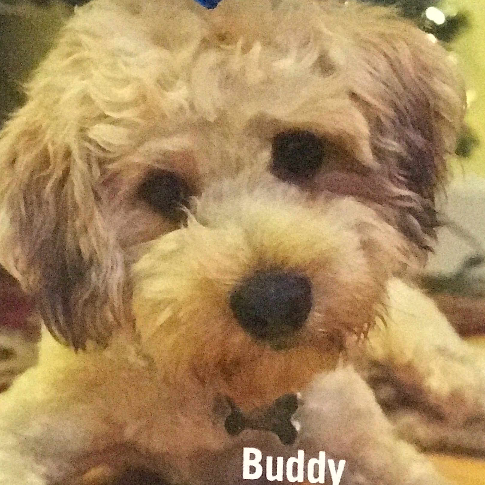 Buddy