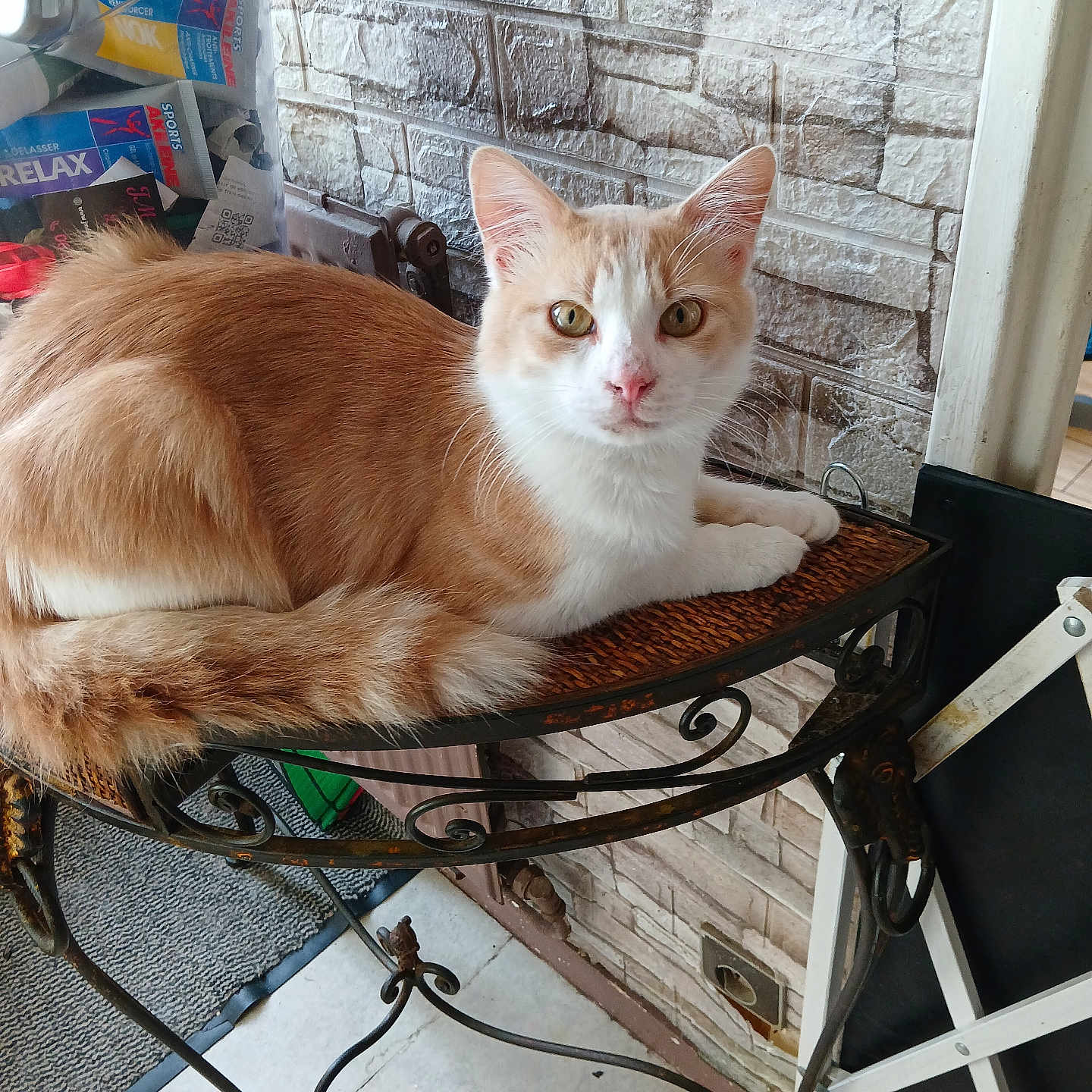 Garfield participe au concours pour gagner de l'argent avec cette photo : animal, cat, closeup, container, curious, domestic, floor, fur, furniture, ginger_cat, household_items, indoor, looking_at_camera, metal_table, pet, resting, stone_wall, table, texture, white_fur