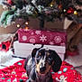 animal, celebration, christmas_decoration, christmas_lights, christmas_tree, cozy, cute, dachshund, decor, dog, festive, floor, gift_box, holiday, indoor, ornament, pet, puppy, red_sweater, winter
