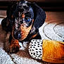 Arya a rejoint le concours — aidez-le/la à gagner de superbes lots ! animal, black, brown, carpet, close_up, cute, dachshund, dog, floor, fur, home, indoor, looking, pet, plush_toy, puppy, small_dog, toy, white, young_animal