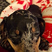 Arya participe au concours pour gagner de l'argent avec cette photo : animal, blanket, close_up, cozy, cute, dachshund, dog, ears, face, fur, indoors, pattern, pet, puppy, red, resting, sleeping, snout, soft, white
