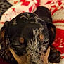 animal, blanket, close_up, cozy, cute, dachshund, dog, ears, face, fur, indoors, pattern, pet, puppy, red, resting, sleeping, snout, soft, white